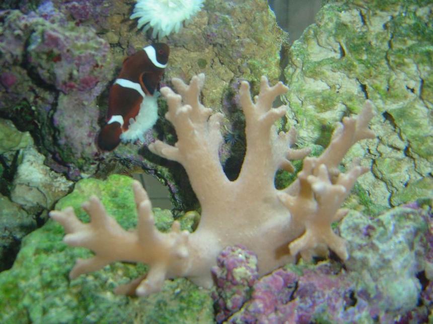 Rated #343: Corals Inverts - Paralemnalia Sp. - Tree Coral Stocking In 150 Gallons Tank - soft coral