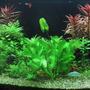 planted tank (mostly live plants and fish) - 4ftx2ftx2ft