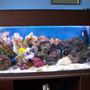 200 gallons reef tank (mostly live coral and fish) - this is now with live rock, live coral two anemones bubble and sand. also has red shrimp(came with rock as did vey small starfish) 120gallon tank all doing well would now like couple more bits of rock and coral