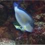saltwater fish - acanthurus sohal - sohal tang stocking in 54 gallons tank - Here is my Sohal Tang munching on the Alga