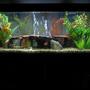 55 gallons freshwater fish tank (mostly fish and non-living decorations) - 55gl standard.