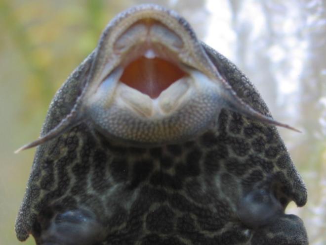 freshwater fish - glyptoperichthys gibbiceps - sailfin pleco (l-83) stocking in 55 gallons tank - pl*co- up close