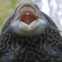 freshwater fish - glyptoperichthys gibbiceps - sailfin pleco (l-83) stocking in 55 gallons tank - pl*co- up close