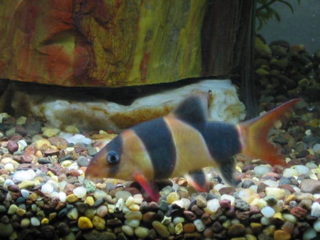 freshwater fish - botia macracantha - clown loach stocking in 55 gallons tank - clown loach- petrified wood in background