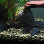freshwater fish - glyptoperichthys gibbiceps - sailfin pleco (l-83) stocking in 55 gallons tank - pl*co