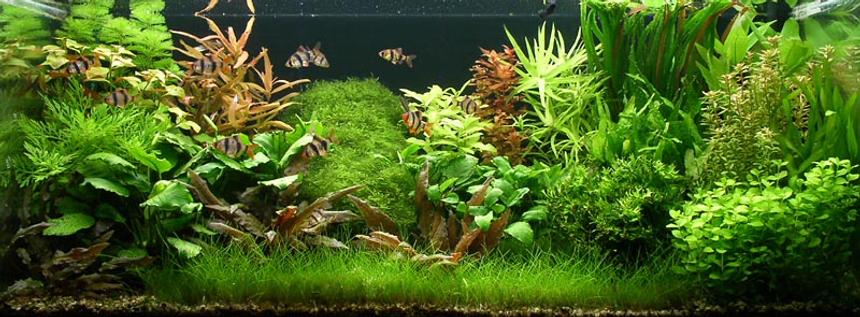 Rated #30: Planted Tank - 150L (40G), 94x40x40cm, 0,8 W/l (3 WPG) - 3x Osram Biolux 965 and 1x Philips Aquarelle, pressurized CO2