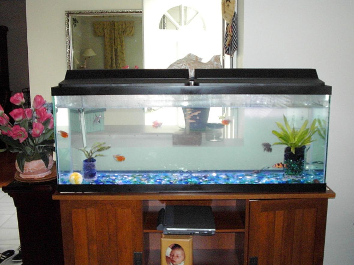 50 gallons freshwater fish tank (mostly fish and non-living decorations) - 50 Gallon freshwater