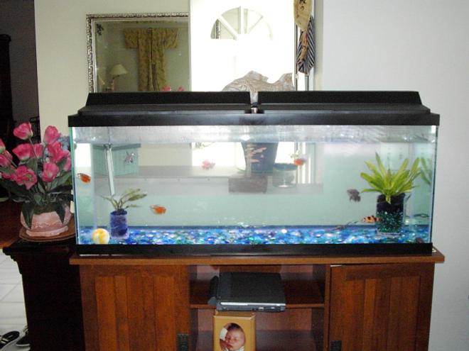 50 gallons freshwater fish tank (mostly fish and non-living decorations) - 50 Gallon freshwater