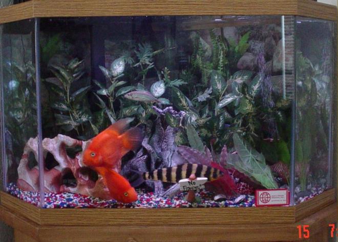 50 gallons freshwater fish tank (mostly fish and non-living decorations) - 50 Gallon corner tank. 1 Leporinus, 2 Parrots, 1 Pleco, 3 Long Finned Tetras, 1 Danio, 1 freshwater Puffer. No live plants. Occasionally 1 shorthaired orange housecat.