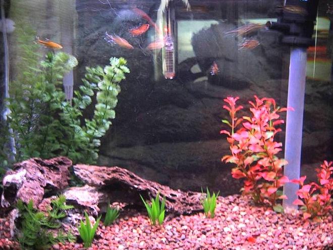 26 gallons freshwater fish tank (mostly fish and non-living decorations) - My 26 gal bow front fish tank. It contains 12 silver tip tetra, 1 plecostomus catfish, 4 guppies, and 3 ghost shrimp. The plants are artificial Plantastic Plus brand plants, The power filter is AquaClear power filter model 30. the power head is AquaClear power head (not sure which model). Oxygen added with bubble stone powered by Tetratec Deep Water Pump. the substrate is mixed medium grade river gravel. the heater is an 8 inch Supreme  Heater.