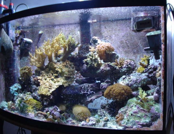 46 gallons reef tank (mostly live coral and fish) - new photos with the 7.1mpxl cam.