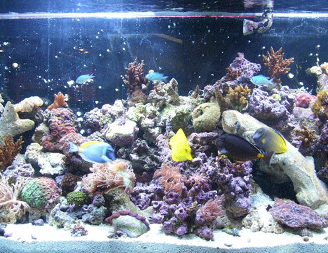 55 gallons reef tank (mostly live coral and fish) - updated pic, after a couple of moves and some redefinition...