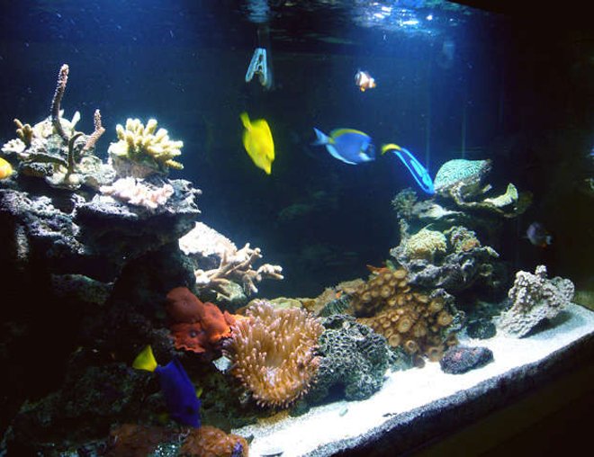 150 gallons reef tank (mostly live coral and fish) - FTS