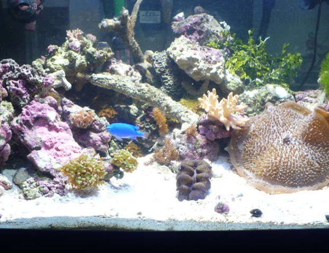 55 gallons reef tank (mostly live coral and fish) - new 55 gal shallow reef
