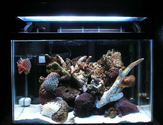 20 gallons reef tank (mostly live coral and fish) - Main View