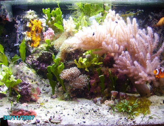 10 gallons reef tank (mostly live coral and fish) - 10 gal. running for 3 years