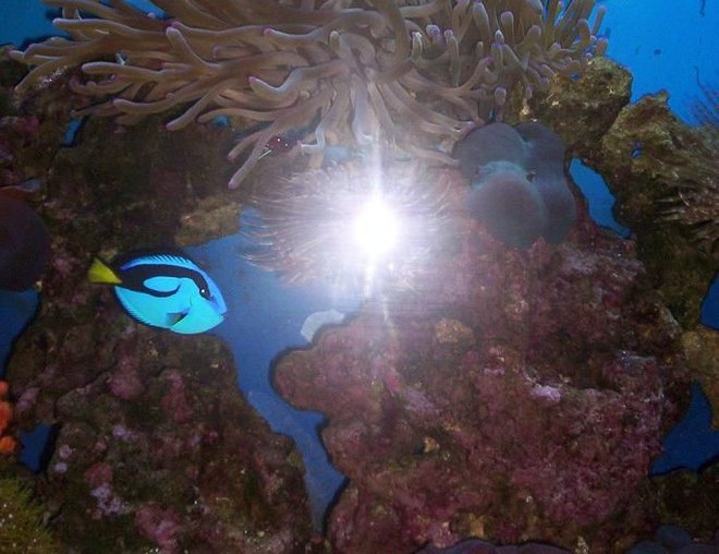 55 gallons reef tank (mostly live coral and fish) - 2008