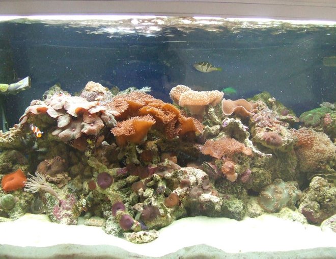 55 gallons reef tank (mostly live coral and fish) - My Reef Tank