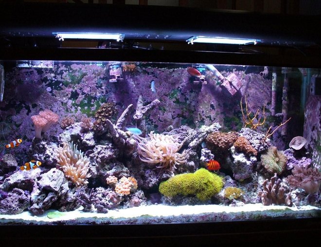 55 gallons reef tank (mostly live coral and fish) - My Oceanic 55