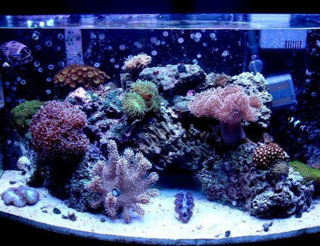 46 gallons reef tank (mostly live coral and fish) - Most recent update of my whole tank!