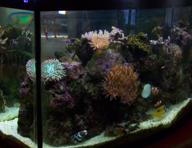 46 gallons reef tank (mostly live coral and fish) - 46 gallon, 70 pounds of live rock