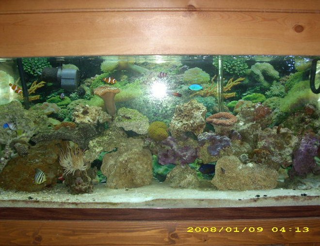 55 gallons reef tank (mostly live coral and fish) - have lots of soft corals,leathers and a few hard coral. still learning though