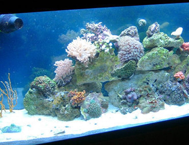55 gallons reef tank (mostly live coral and fish) - 55 gallon reef tank started Jan 2008
