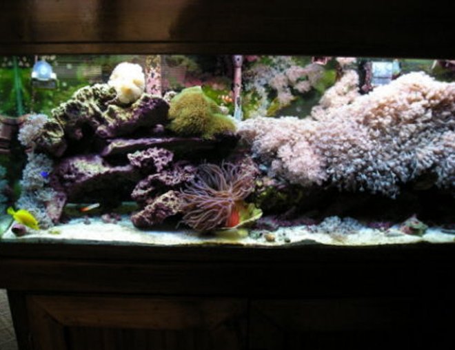 55 gallons reef tank (mostly live coral and fish) - my 55 reef