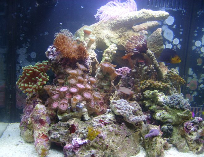 8 gallons reef tank (mostly live coral and fish) - 8gal biocube, new pics