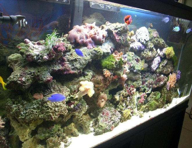 55 gallons reef tank (mostly live coral and fish) - 55 gallon tank