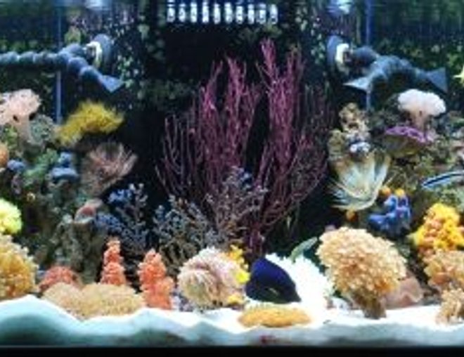 60 gallons reef tank (mostly live coral and fish) - Javier who has created this site has it rigged so you can't even vote on our pictures (Ryan - The Shepherds Reef Killer who built our tank has a tank posted which is NOT even his - we are done playing your third grade games) We are going to solicite the advertisers and make our own web site and do what we want on it so don't worry we'll be back ad # 1 again just like we were meant to be!!!!!!!!!!!!!!!!!!!!!!!!!!!!!!!!!!!!!)


Entire tank (New default picture) Updated 08-08