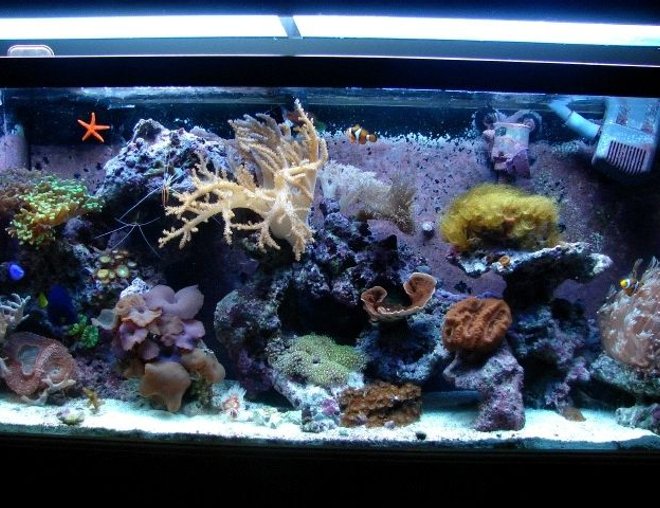 55 gallons reef tank (mostly live coral and fish) - 55 gal reef tank