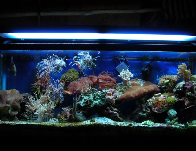 55 gallons reef tank (mostly live coral and fish) - this is what my reef tank looked like in its prim but hair alge has killed just about everything:(