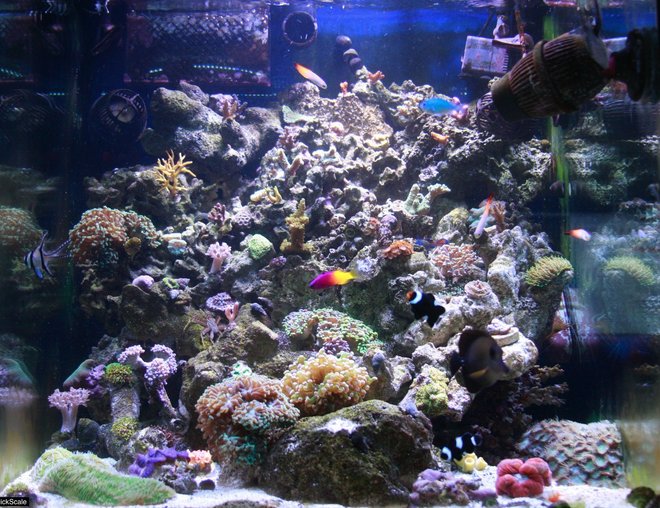 60 gallons reef tank (mostly live coral and fish) - Front 1