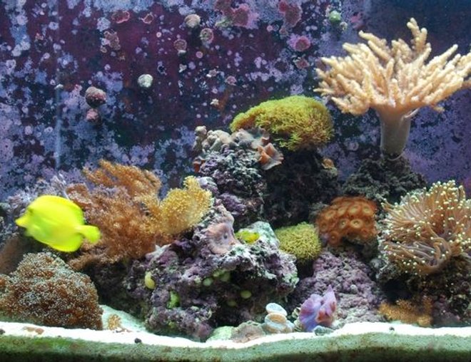 55 gallons reef tank (mostly live coral and fish) - My newest FTS of my softy and LPS dominated reef tank