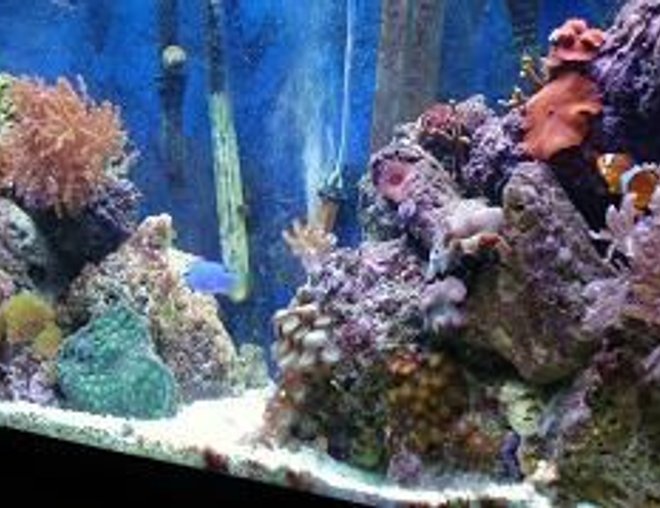 55 gallons reef tank (mostly live coral and fish) - my reef