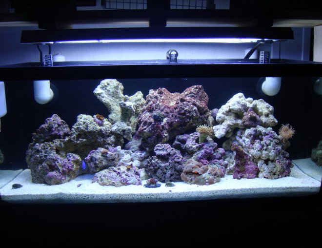 20 gallons reef tank (mostly live coral and fish) - Full tank shot