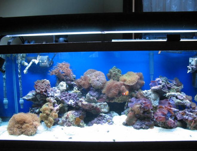 75 gallons reef tank (mostly live coral and fish) - 75 reef