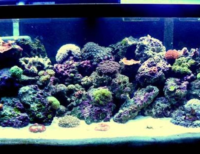 75 gallons reef tank (mostly live coral and fish) - My Caribbean Paradise
