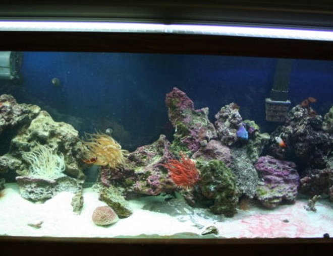 55 gallons reef tank (mostly live coral and fish) - My first salt tank