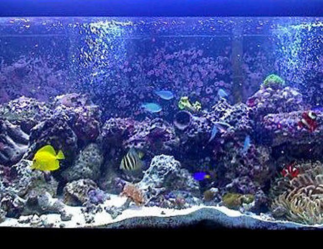 75 gallons reef tank (mostly live coral and fish) - .
