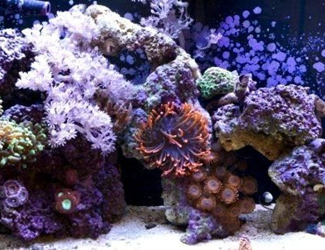 55 gallons reef tank (mostly live coral and fish) - My 55 gallon reef tank a few months ago.