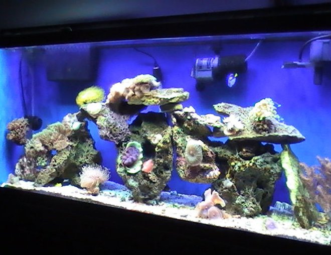 55 gallons reef tank (mostly live coral and fish) - Full View 55