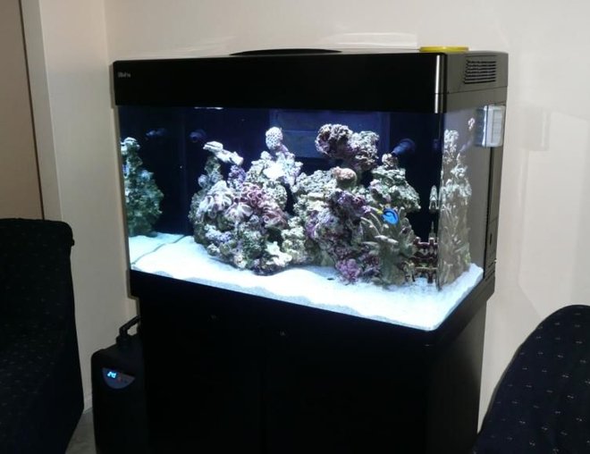 60 gallons reef tank (mostly live coral and fish) - RedSea Max 250