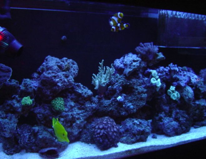 55 gallons reef tank (mostly live coral and fish) - reef at nite