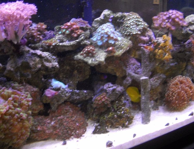 55 gallons reef tank (mostly live coral and fish) - The greatest hobby