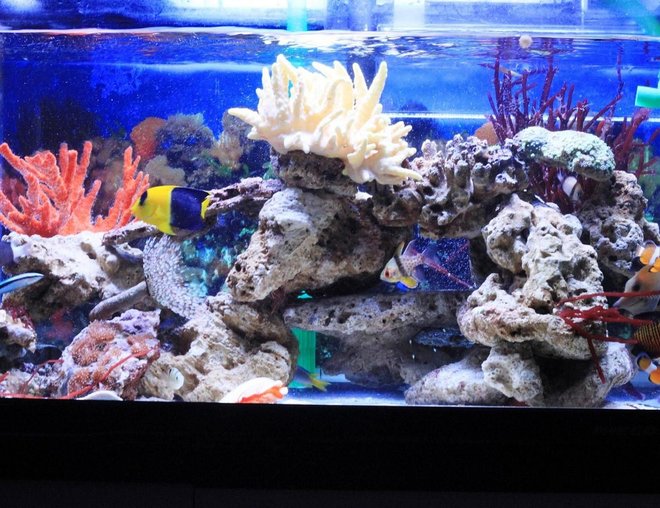 60 gallons reef tank (mostly live coral and fish) - My saample photos for 2ft tank..4ft tank coming soon...