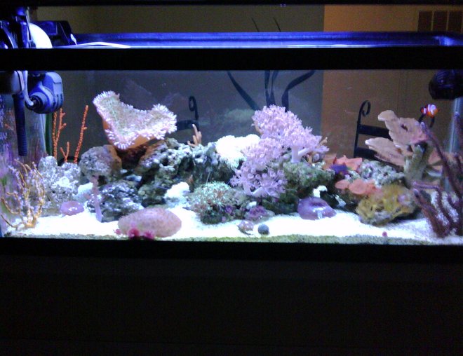 20 gallons reef tank (mostly live coral and fish) - Reef side 1
