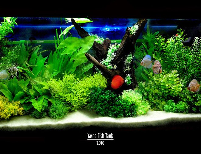 60 gallons reef tank (mostly live coral and fish) - my fish tank