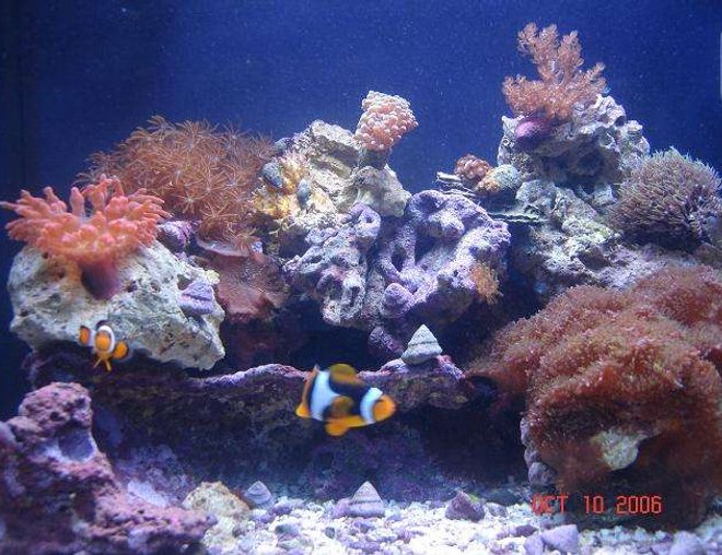 29 gallons reef tank (mostly live coral and fish) - My little 29g Oceanic BioCube